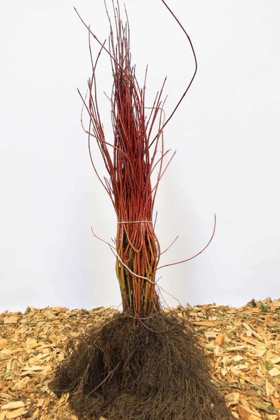 Cornus alba - 60-100 CM bare root 1/1